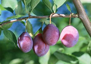 上質ブランド肉!びらとり和牛を楽しめる専門店